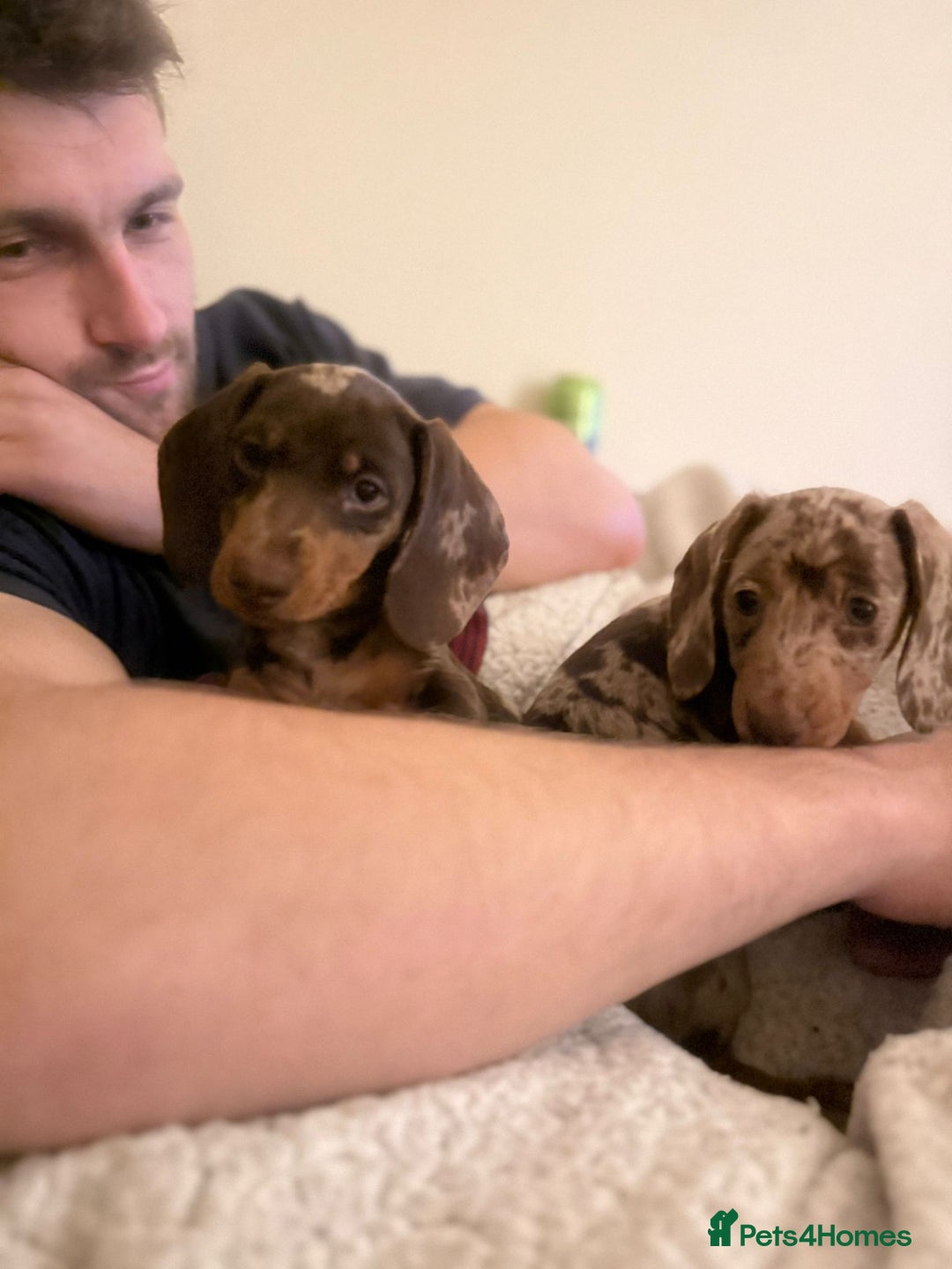 Miniature Dachshund dogs for sale: MINIATURE DASCHUND PUPPIES - Image 4