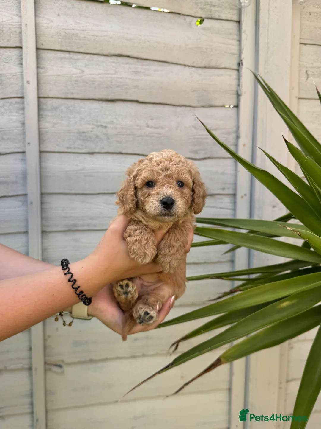 Poochon dogs for sale: DNA health tested Poochon Puppies 🐶  - Advert 2