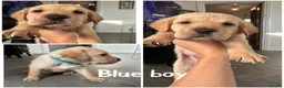 Labrador Retriever dogs for sale: Labrador retriever puppies  - Advert 3