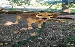 Mixed Breed dogs for sale: Adopt Adorable Rescue puppies Miki & Alice!  - Image 6