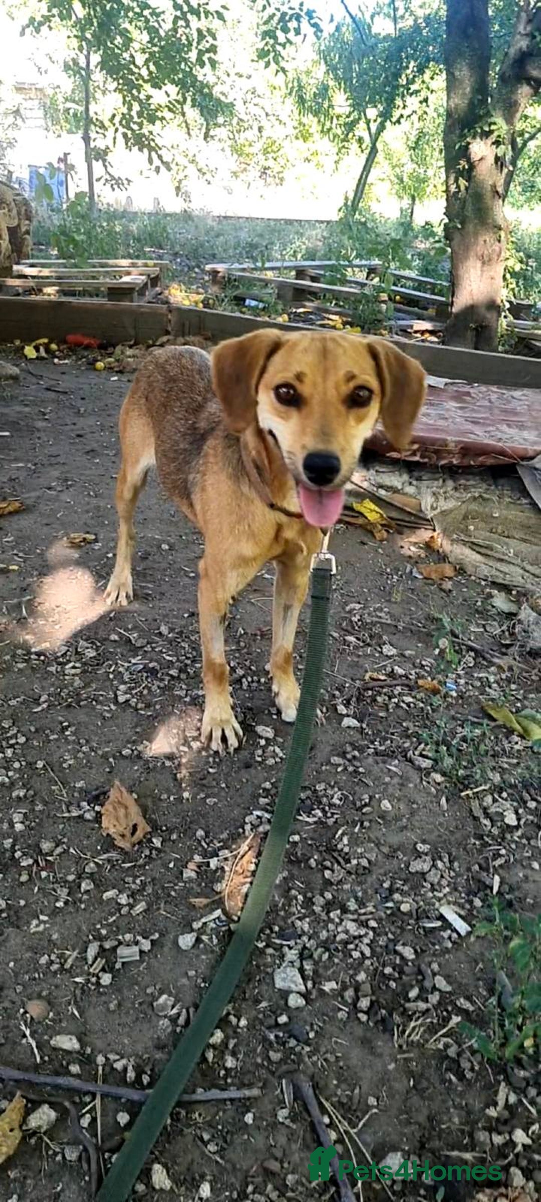 Mixed Breed dogs for sale: Adopt Adorable Rescue puppies Miki & Alice!  - Image 6