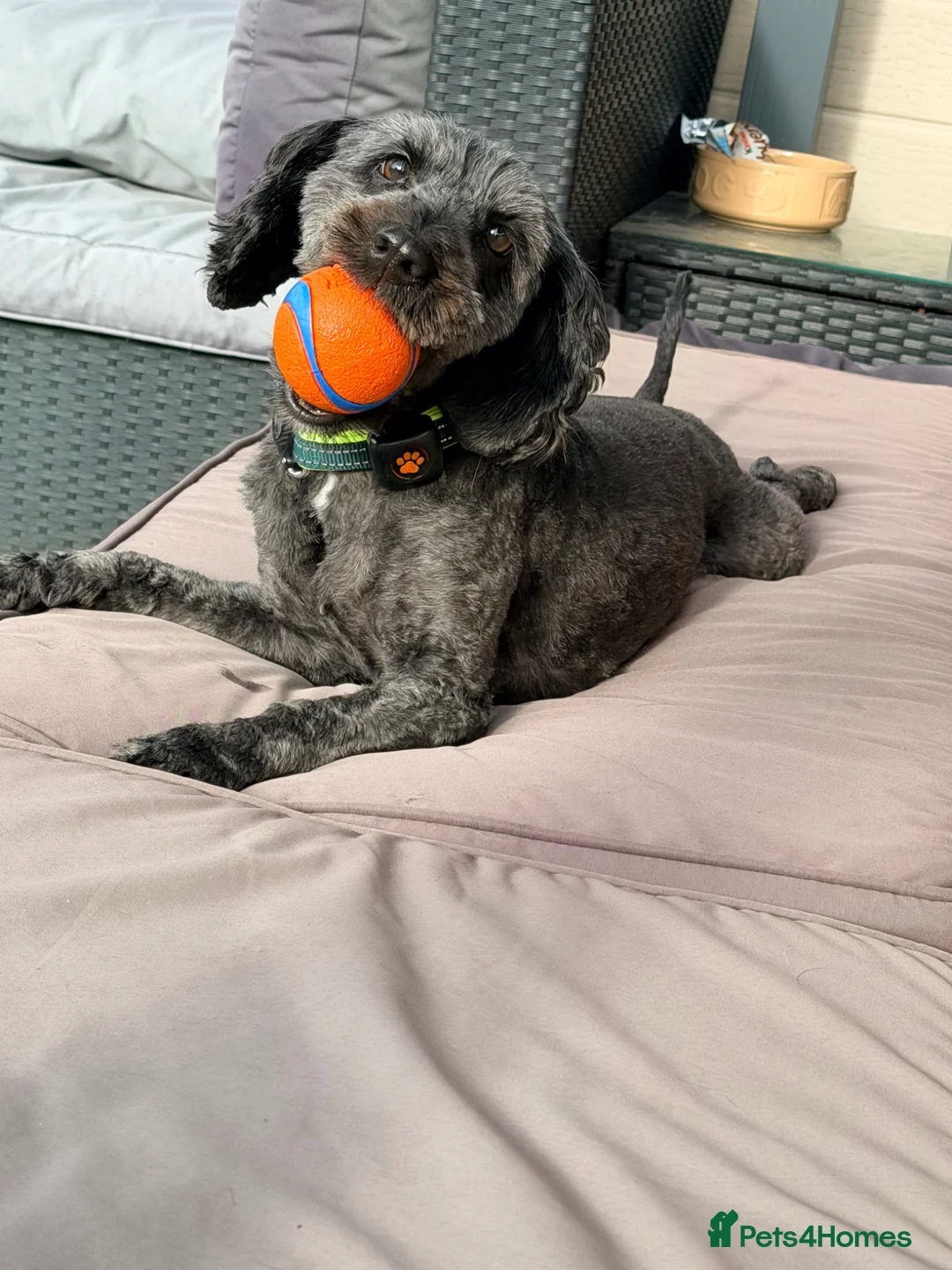 Cockapoo dogs for sale: 10 weeks old cockapoo puppy in Coventry - Advert 1