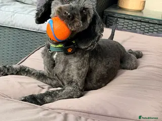 Cockapoo dogs 10 weeks old cockapoo puppy - Advert 1