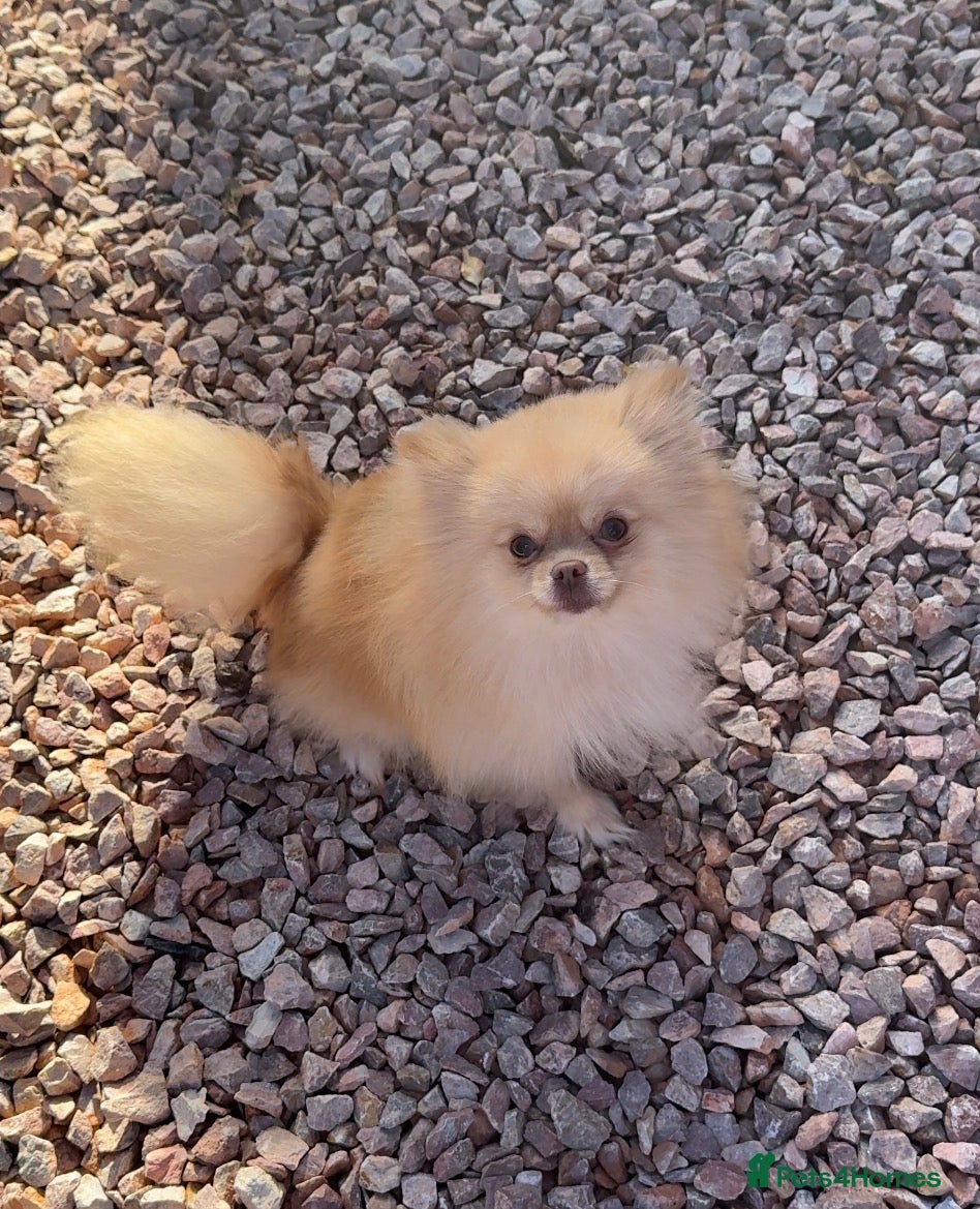 Pomeranian dogs Cream kc reg champion blood lines Pom  - Advert 4