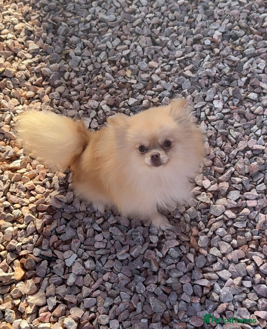 Pomeranian dogs for sale: Cream kc reg champion blood lines Pom  - Advert 3