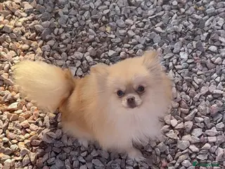 Pomeranian dogs Cream kc reg champion blood lines Pom - Advert 4