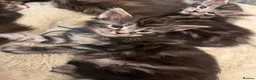 Maine Coon cats for sale: **PURE Maine Coon Kittens** 2 Boys / 4 Girls - Advert 22