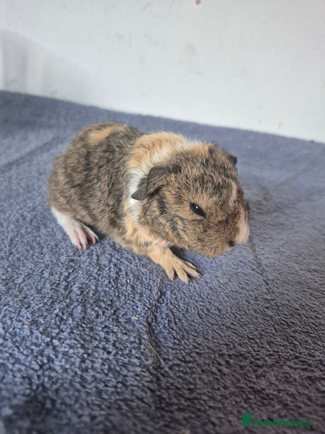 Guinea Pig rodents for sale: Pretty sows for sale x - Image 1