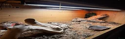 Bearded Dragon reptiles for sale: Bearded Dragon  in Leicester - Advert 5