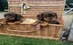 Miniature Dachshund dogs for sale: Miniature dachshund  - Image 2