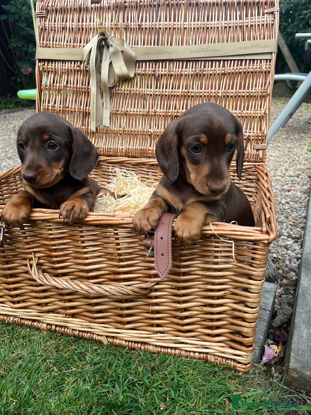 Miniature Dachshund dogs for sale: Miniature dachshund  - Image 2