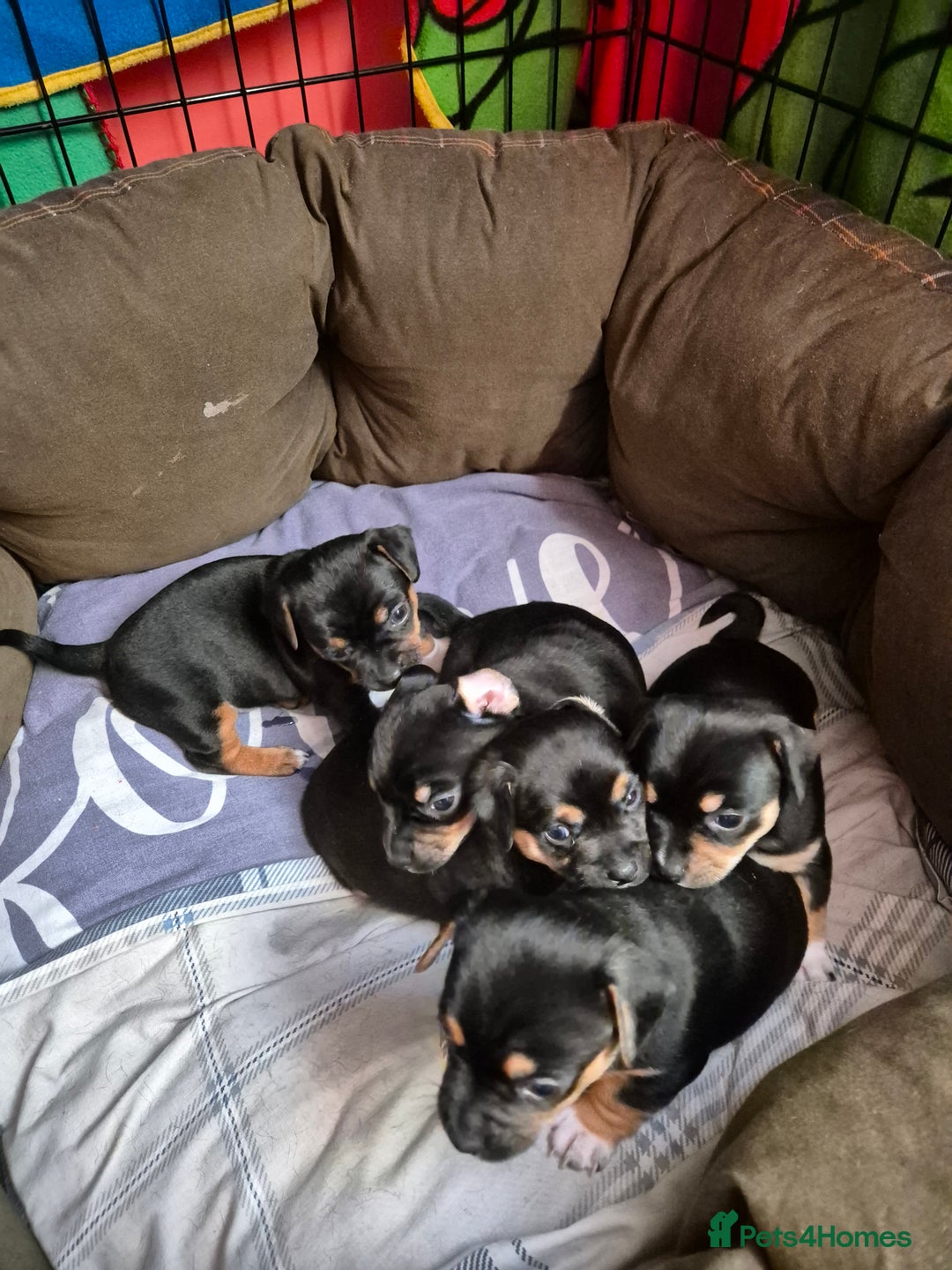Jack Chi dogs for sale: Beautiful Jack Chi Puppies for Sale - Advert 1