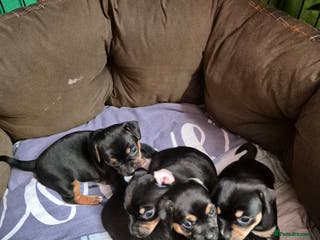 Jack Chi dogs Beautiful Jack Chi Puppies for Sale - Advert 1