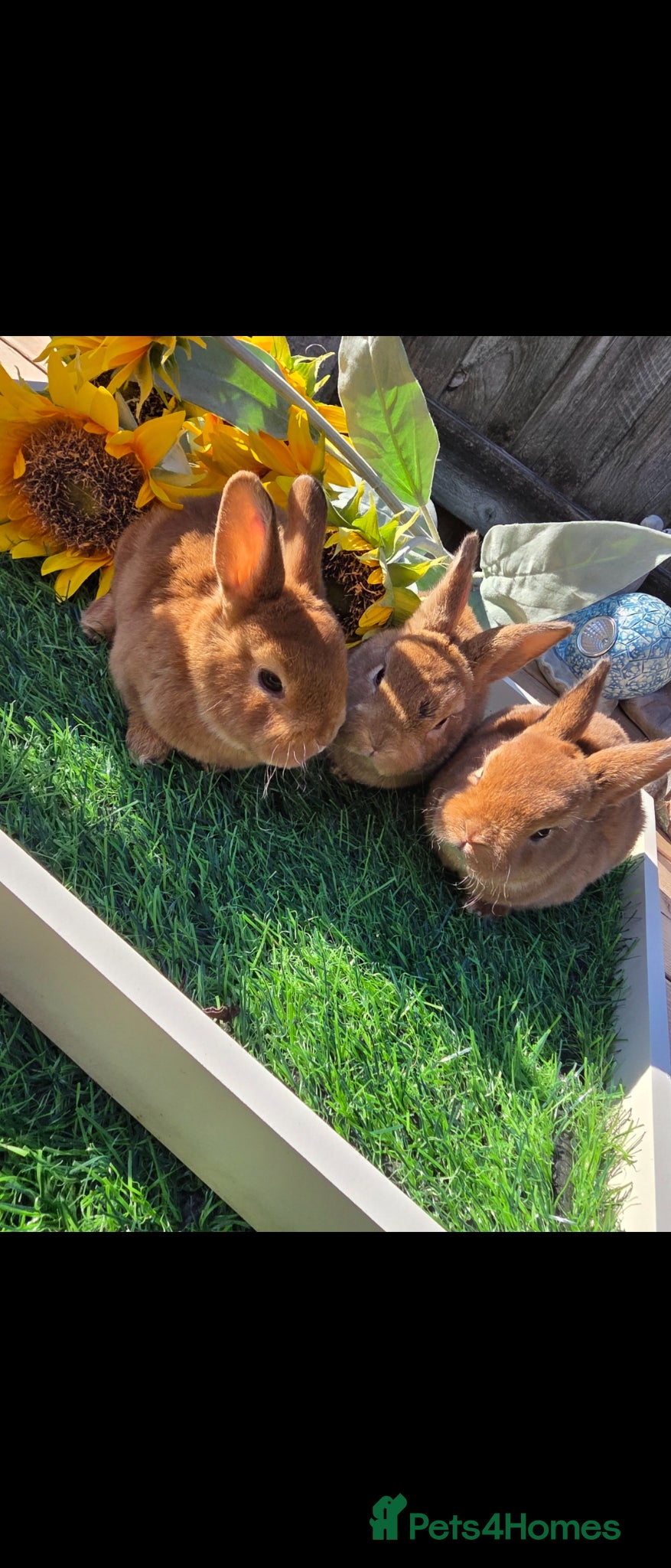 Rex rabbits Cinnamon Mini Rex Ready For Reserve. - Advert 2