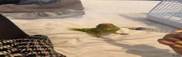 Conures birds for sale: 2 months hand tamedIndianring neck- cage-rare mut - Advert 3