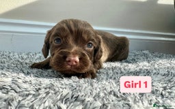 Cocker Spaniel dogs for sale: KC Reg Health Tested Working Cocker Spaniels - Image 4