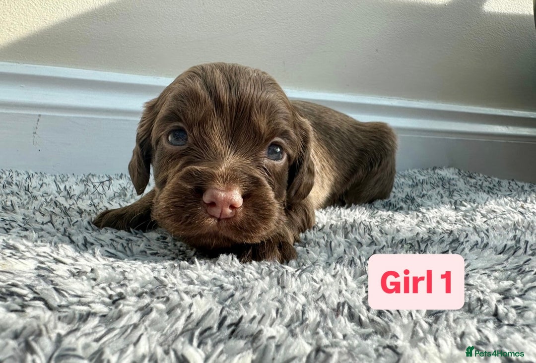 Cocker Spaniel dogs for sale: KC Reg Health Tested Working Cocker Spaniels - Image 4