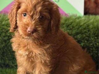 Cockapoo dogs - Advert 2