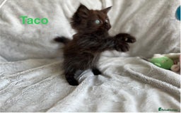 Persian cats for sale: **Last 2** Stunning litter of Persian/Ragdolls - Image 5