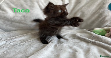 Persian cats - Advert 11