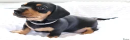 Miniature Dachshund dogs for sale: Miniature Black & Tan Dachshund 2 boys 1 girl - Advert 3