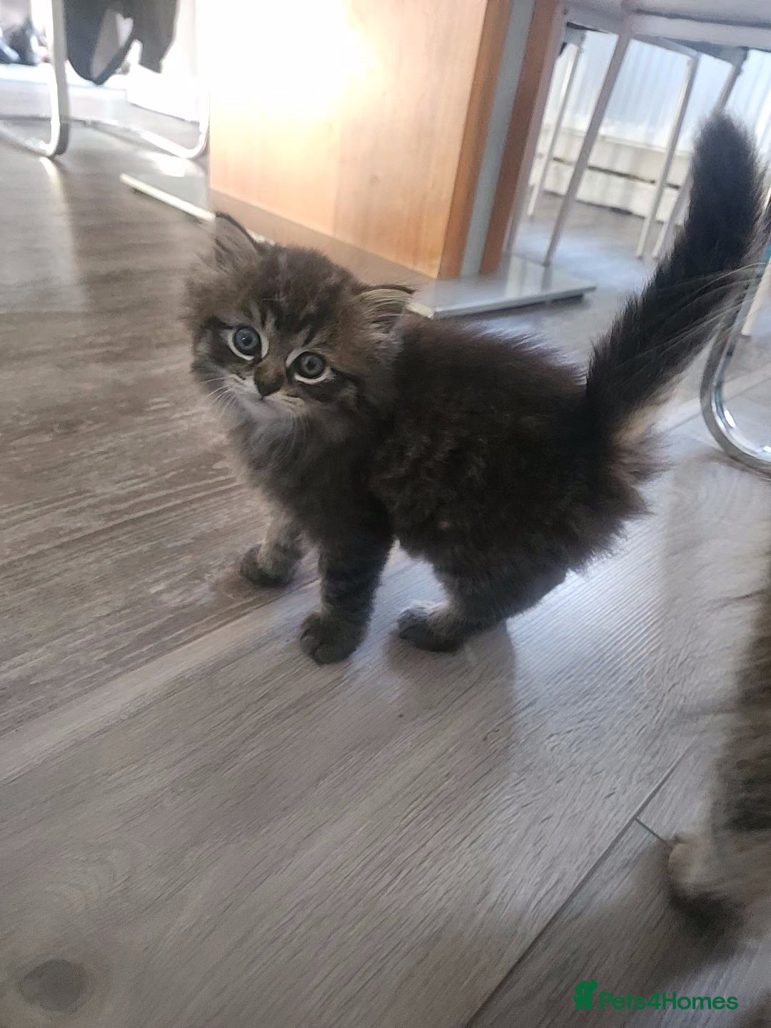 Mixed Breed cats for sale: Two Perdoll Female Kittens Looking for a Home - Image 3