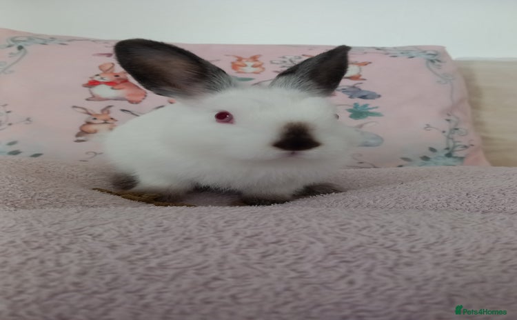 Netherland Dwarf rabbits - Advert 14