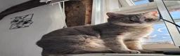 British Shorthair cats for sale: Moose in Biggleswade - Advert 2