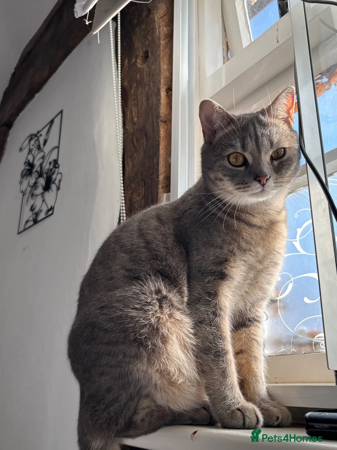 British Shorthair cats for sale: Moose in Biggleswade - Advert 2