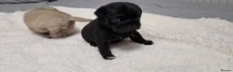 Pug dogs for sale: 2 Adorable pug puppies for sale  - Advert 18