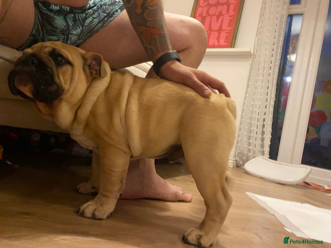 English Bulldog dogs for sale: English bulldog 3 generations kc bloodline  - Image 9