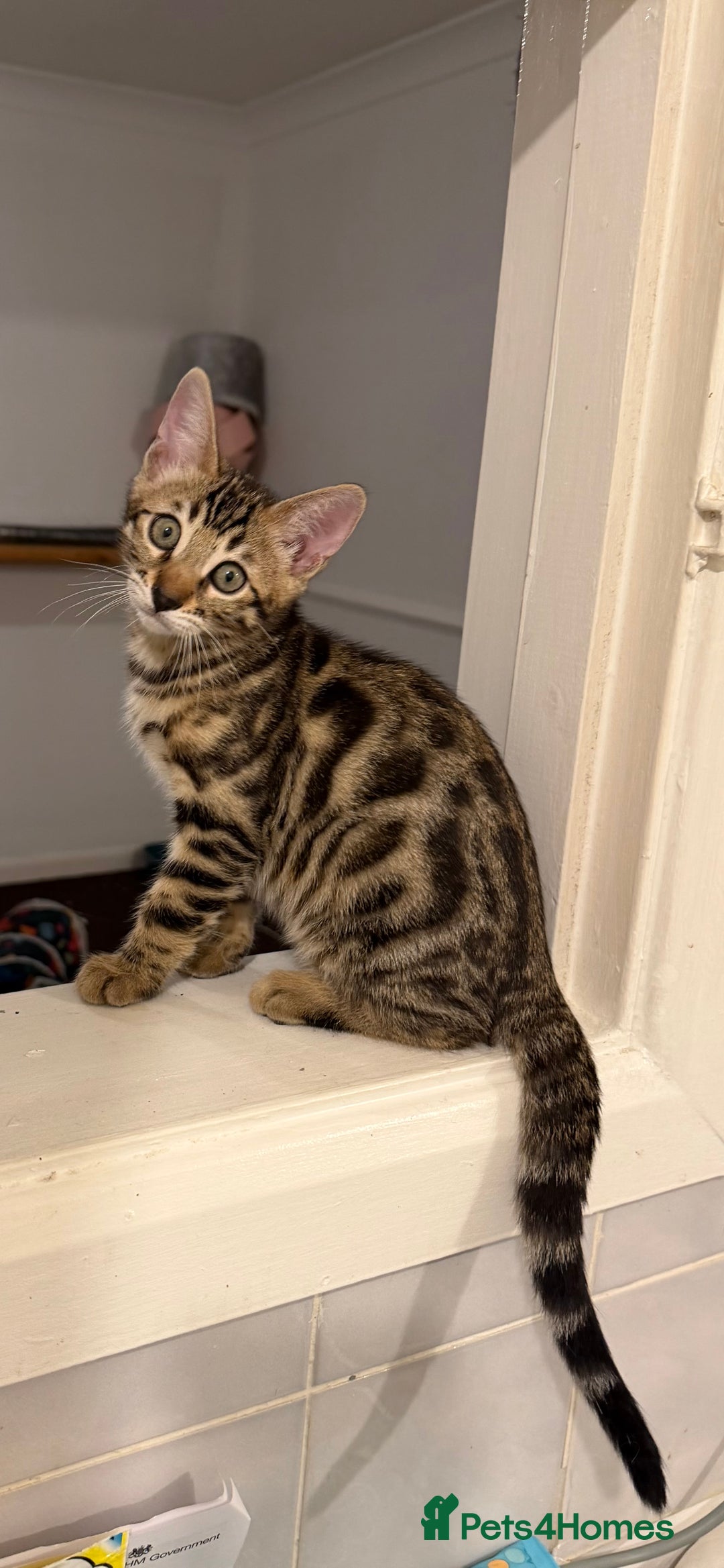 Bengal cats for sale: 🩶 BENGAL 🔥 KITTENS 🤍 TICA REGISTERED  - Advert 20