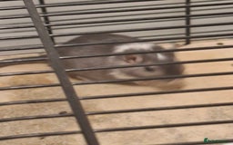 Gerbil rodents for sale: 2 gerbils 1 grey and white 1 black - Image 4