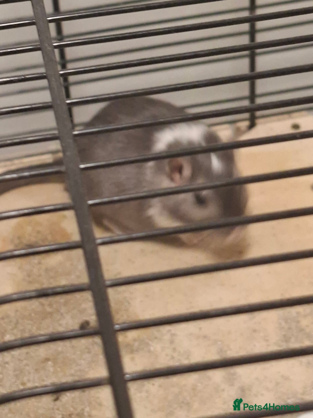 Gerbil rodents for sale: 2 gerbils 1 grey and white 1 black - Image 4