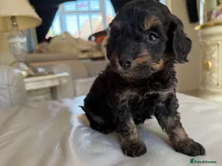 Cockapoo dogs Cockapoo f2 puppies - Advert 9