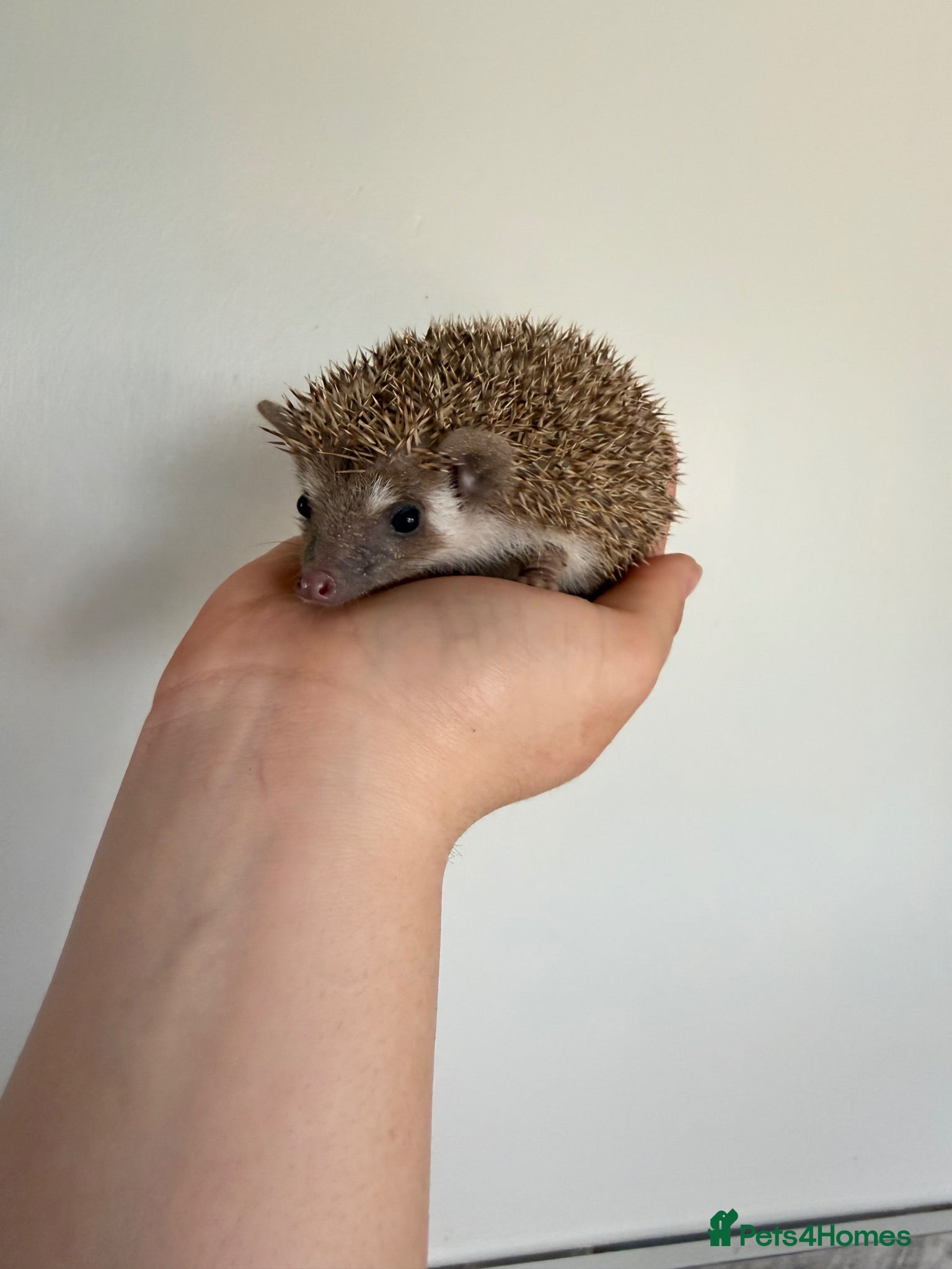 Pygmy Hedgehog rodents African Pygmg Hoglets - Advert 1