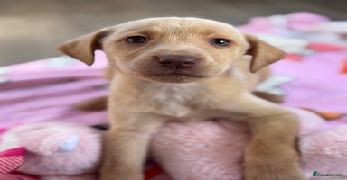 Labrador Retriever dogs - Advert 4