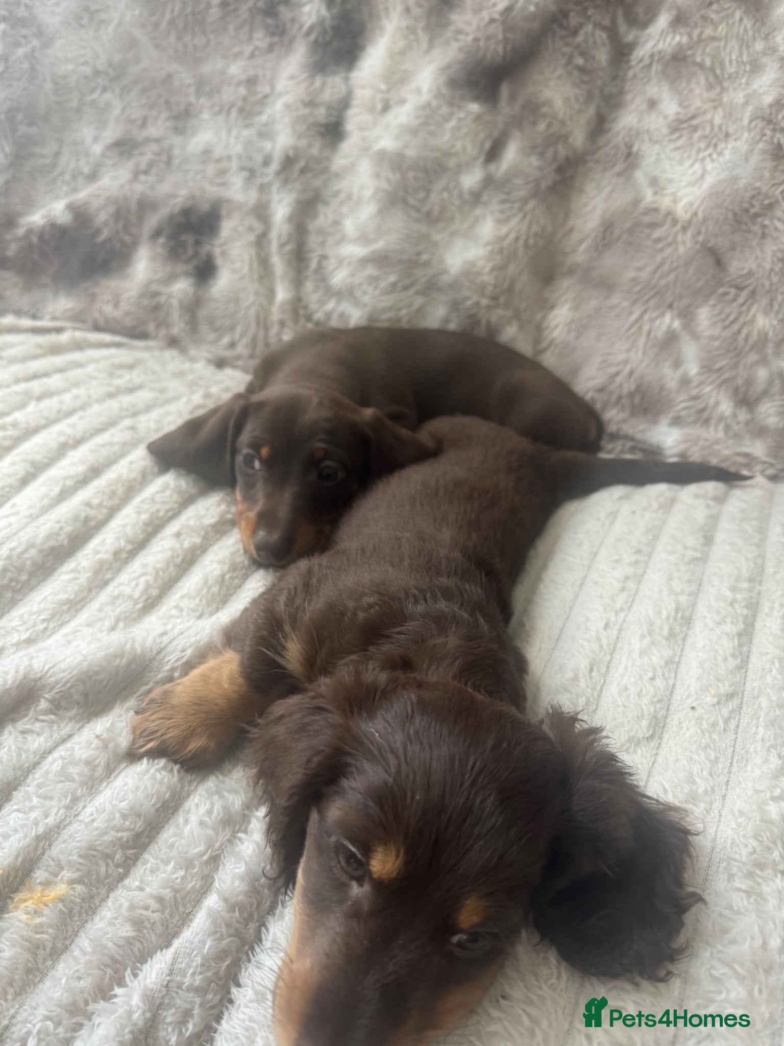 Dachshund dogs 2 mini dachshund boy & girl left  - Advert 1