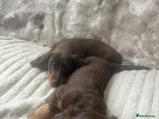 Dachshund dogs 2 mini dachshund boy & girl left - Advert 1