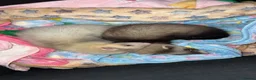 Ferret rodents for sale: 2 male Kits + set up  - Advert 3