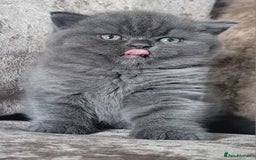 British Shorthair cats for sale: British blue shorthair female kitten - Image 4