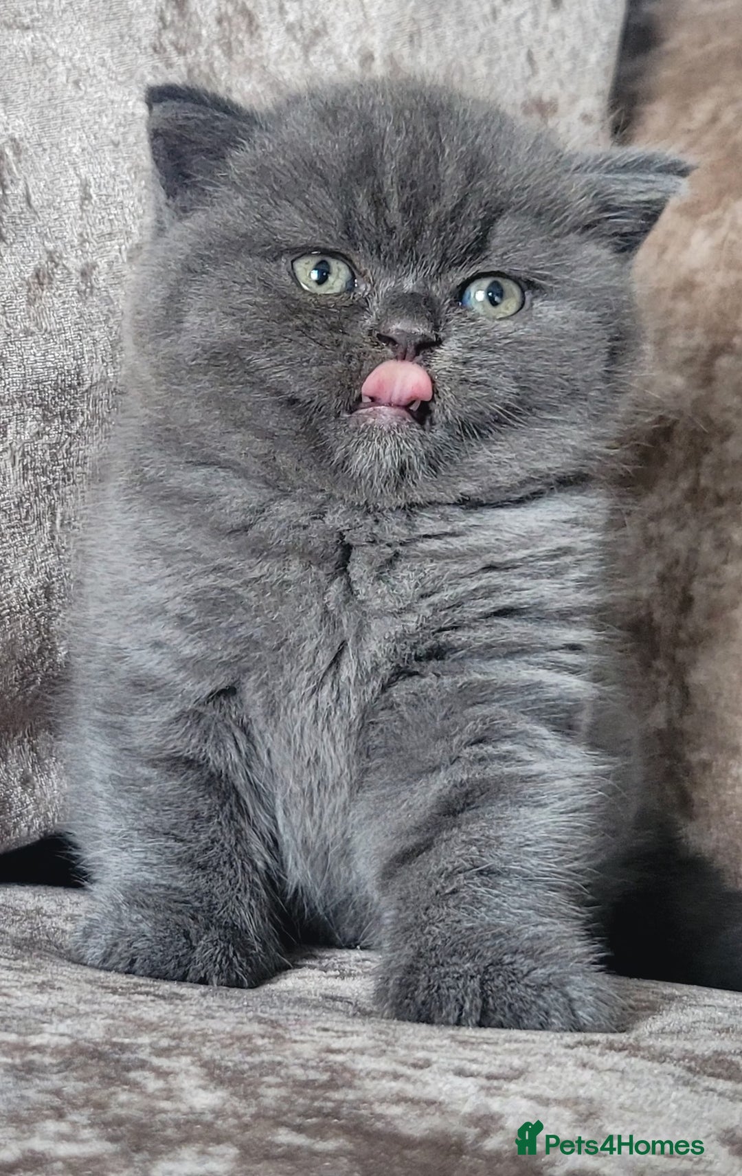 British Shorthair cats for sale: British blue shorthair female kitten - Image 4