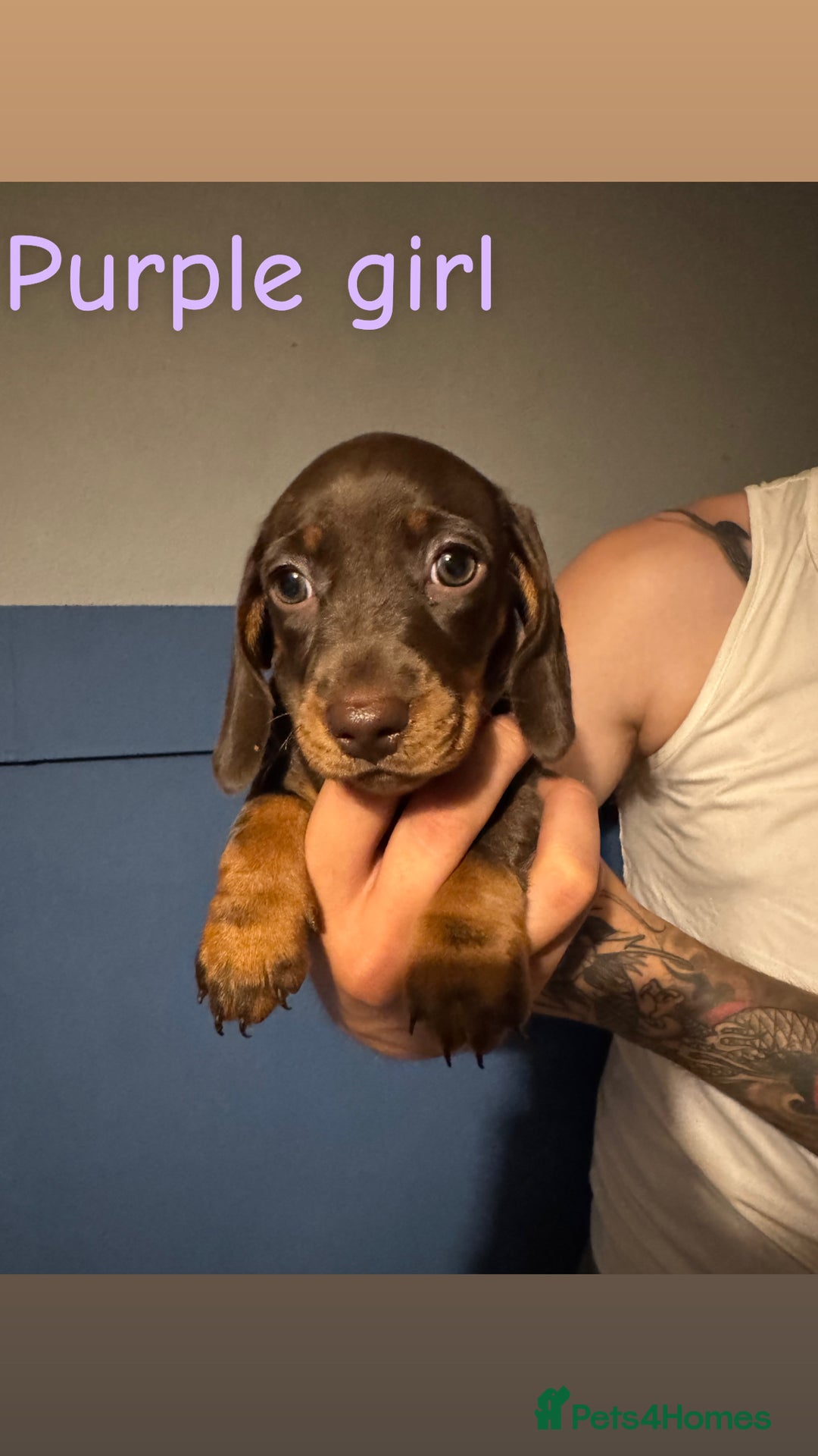 Miniature Dachshund dogs for sale: 4 beautiful miniature dachshund puppies - Image 2