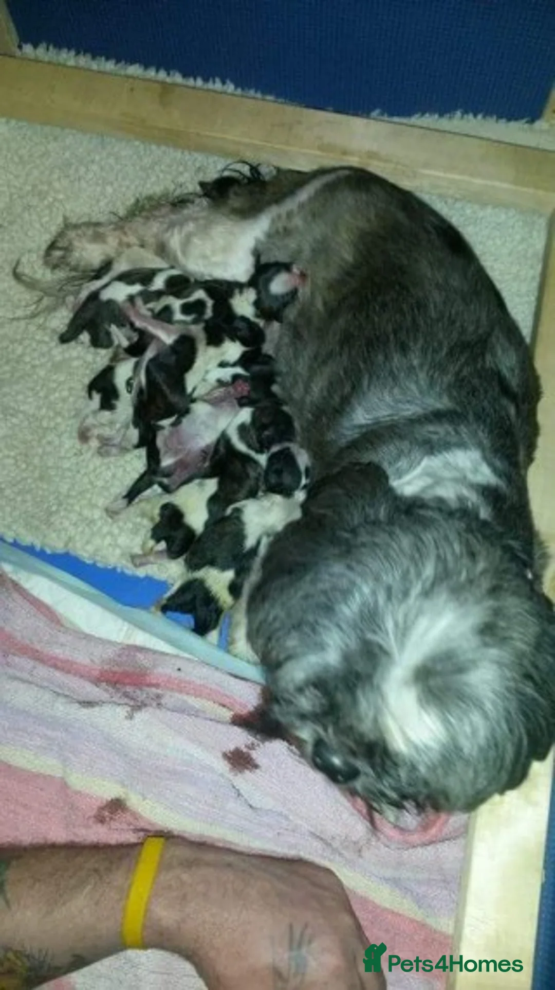 Shih Tzu dogs for stud: KC HARROPINE LUSTY DUSTY FOR STUD ONLY in Bridgend - Advert 17