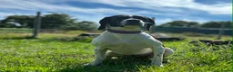 Mixed Breed dogs for adoption: 🌟 Sally’s Confidence is Growing Every Day 🌟 in Iver - Advert 6