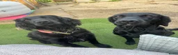 Springador dogs for sale: Beautiful Springadore Puppies (3/4 Labrador)  - Advert 4