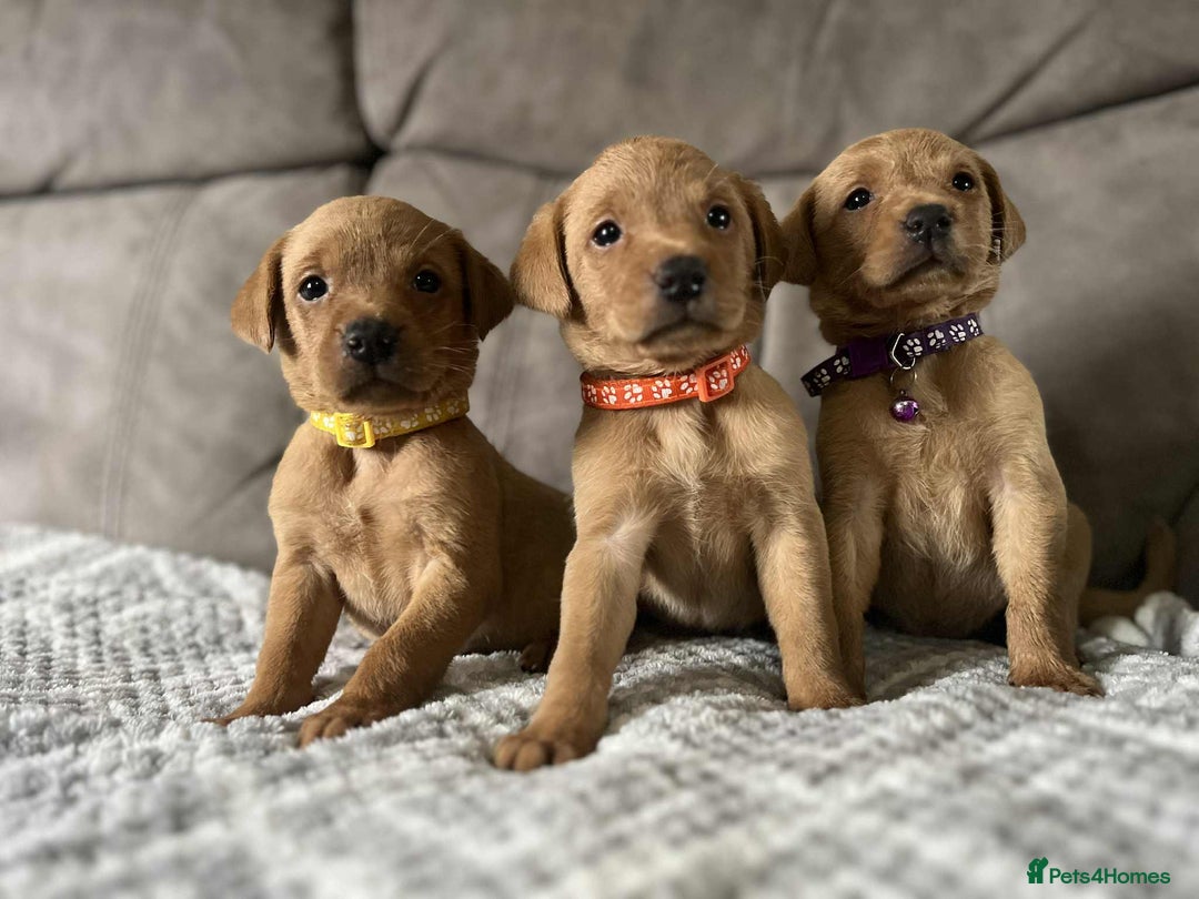 Labrador Retriever dogs for sale: Kc Fox Red Labs Ready Now  - Advert 3