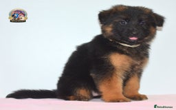 German Shepherd dogs for sale: German shepherd puppies  - Image 23