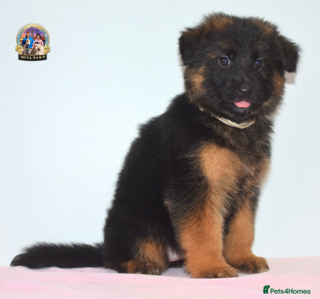 German Shepherd dogs for sale: German shepherd puppies  - Image 23