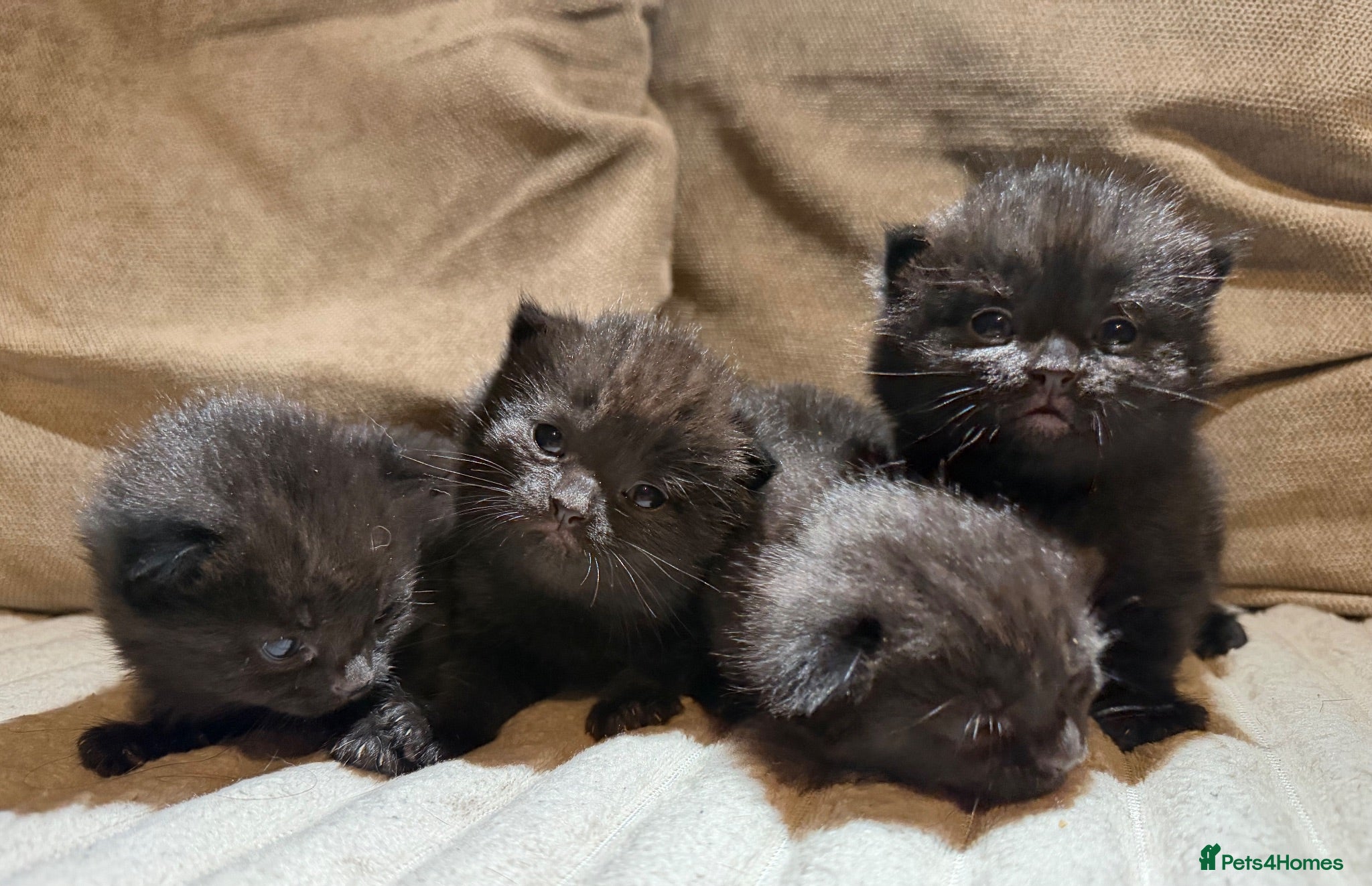 British Shorthair cats 4 chunky bsh kittens  - Advert 7